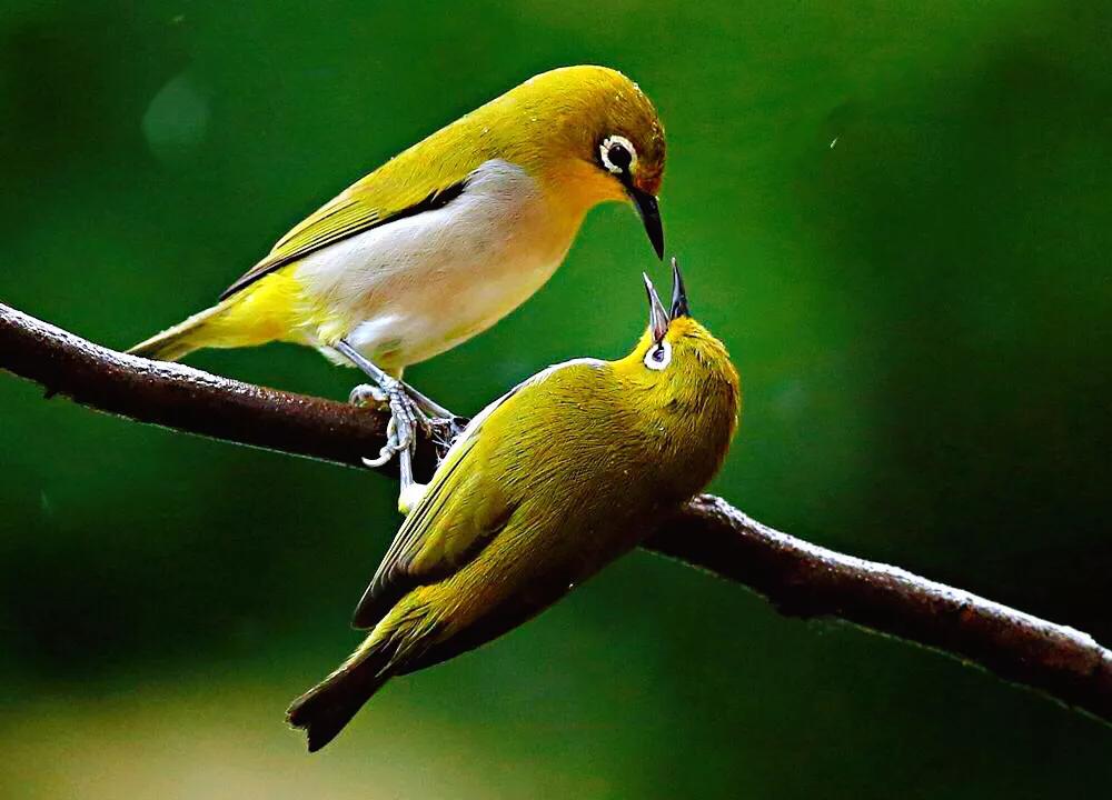 绣眼鸟叫声,绣眼鸟的视频欣赏