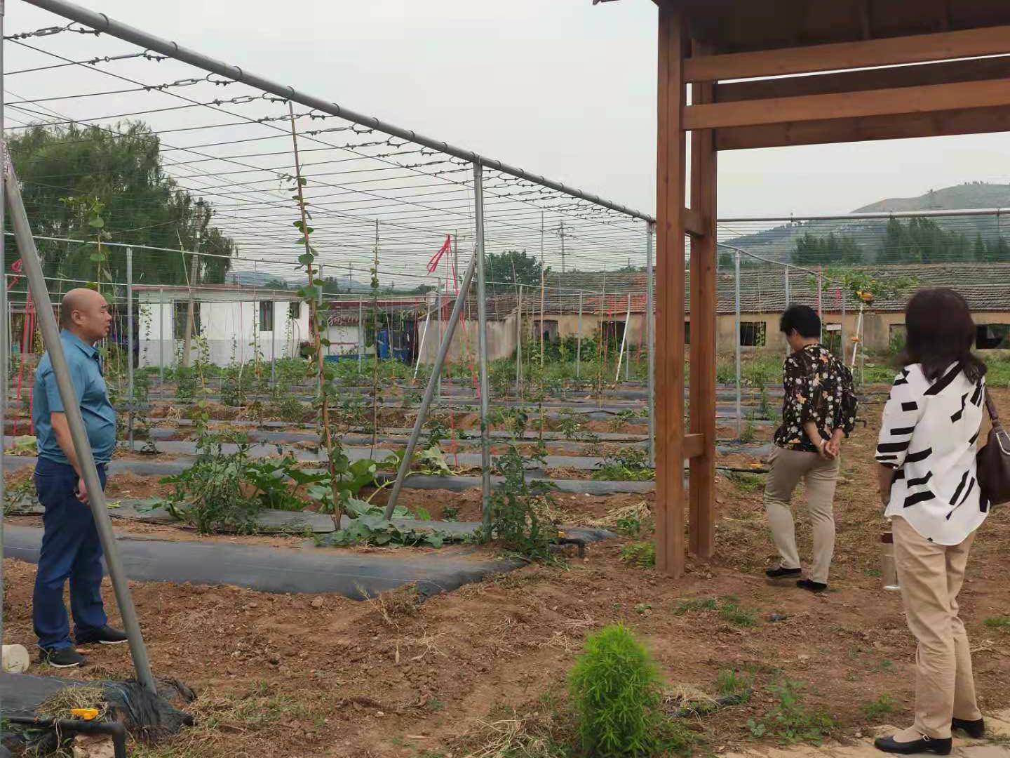 夏张镇村,夏张镇农村