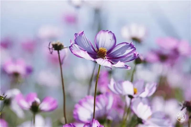 滇池边绝美花海,滇池南岸花海