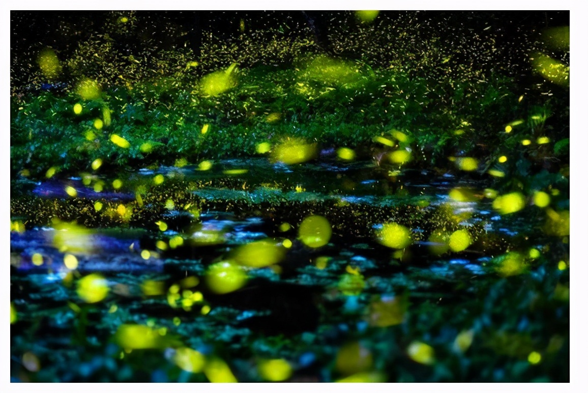 萤火虫的光寓意啥意思,萤火虫为什么会发光答案是什么