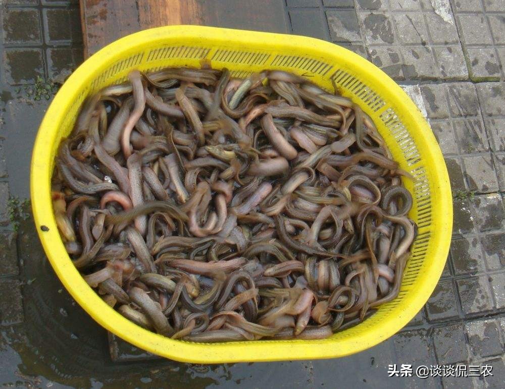 泥鳅养殖致富快一年收入过百万,养殖泥鳅能赚多少钱一斤