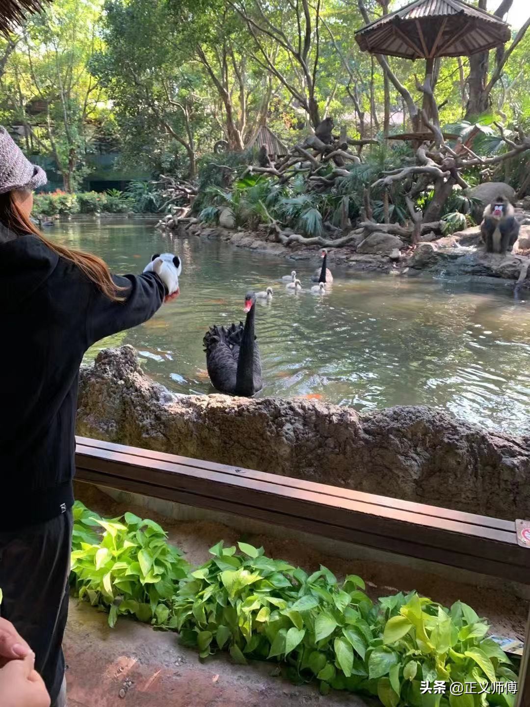 长隆动物园的动物,广州的长隆野生动物园有哪些动物