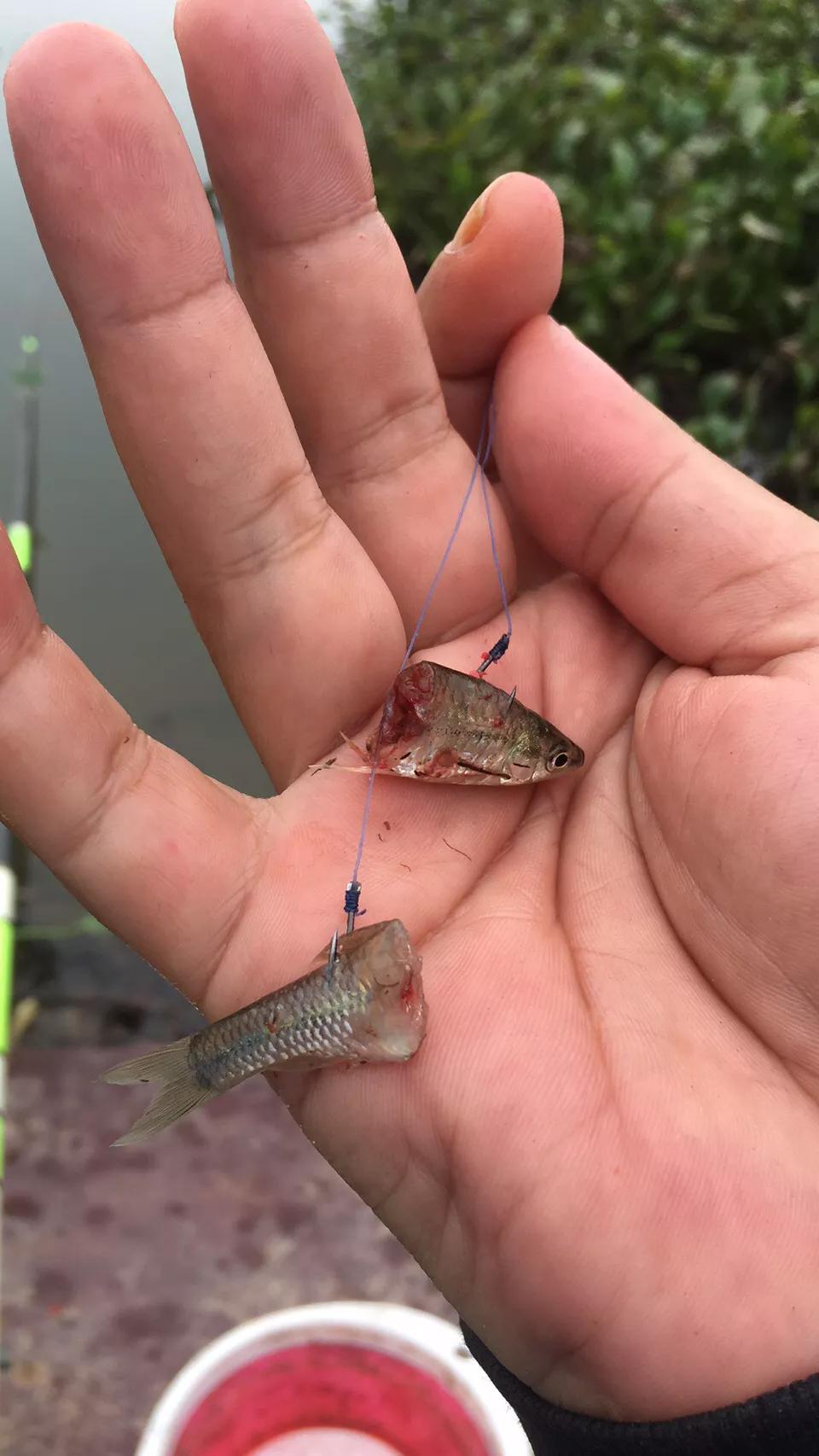 副竿钓鱼用什么饵最好,野钓用饵口诀记住必爆护