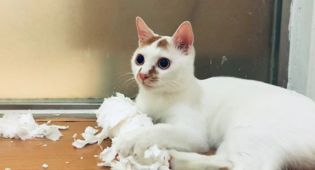 先天单侧肾脏的猫咪需要注意什么,猫咪吃药导致肾脏出问题怎么办