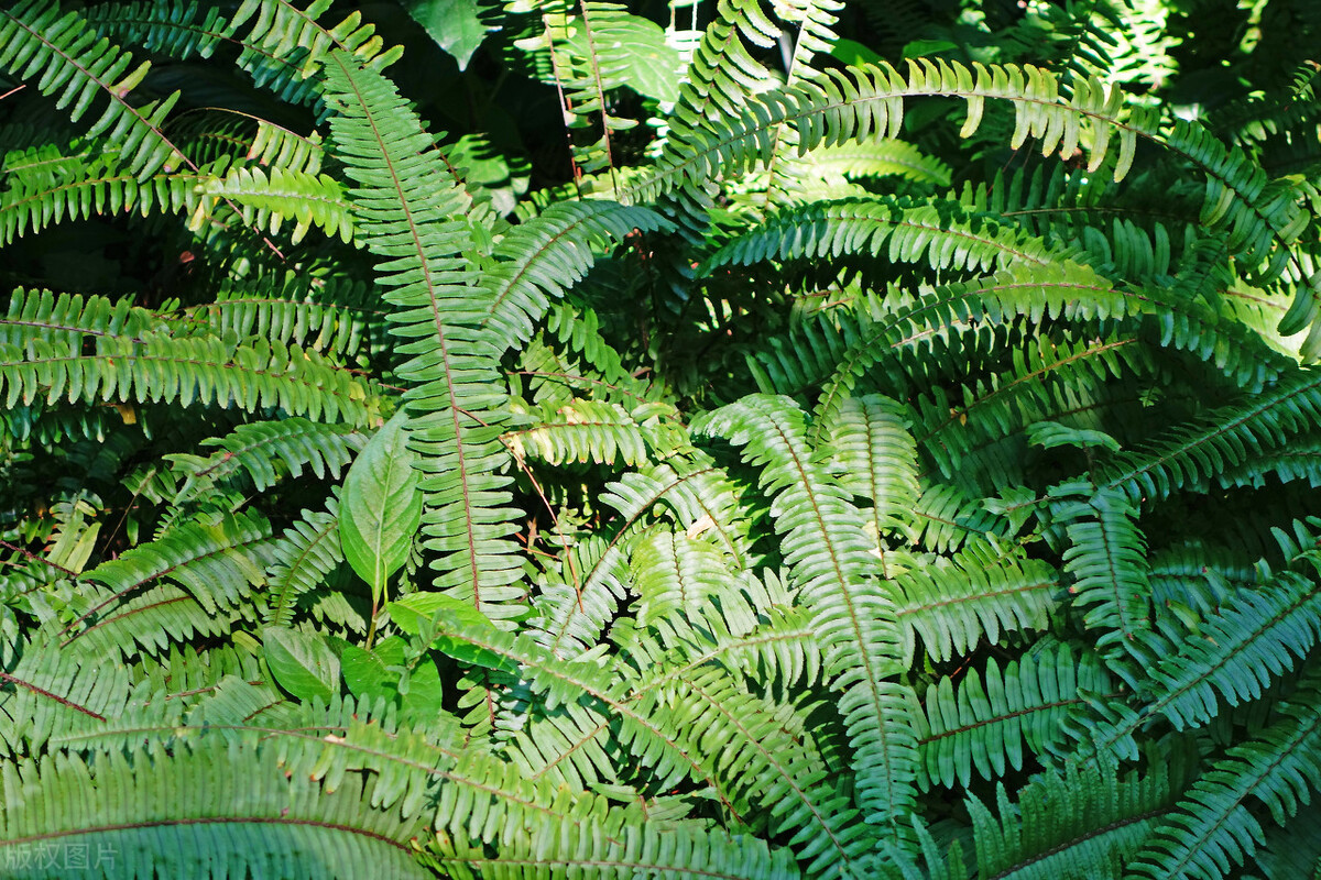 农村最常见的野草全身都是宝,农村常见的野草竟是传说