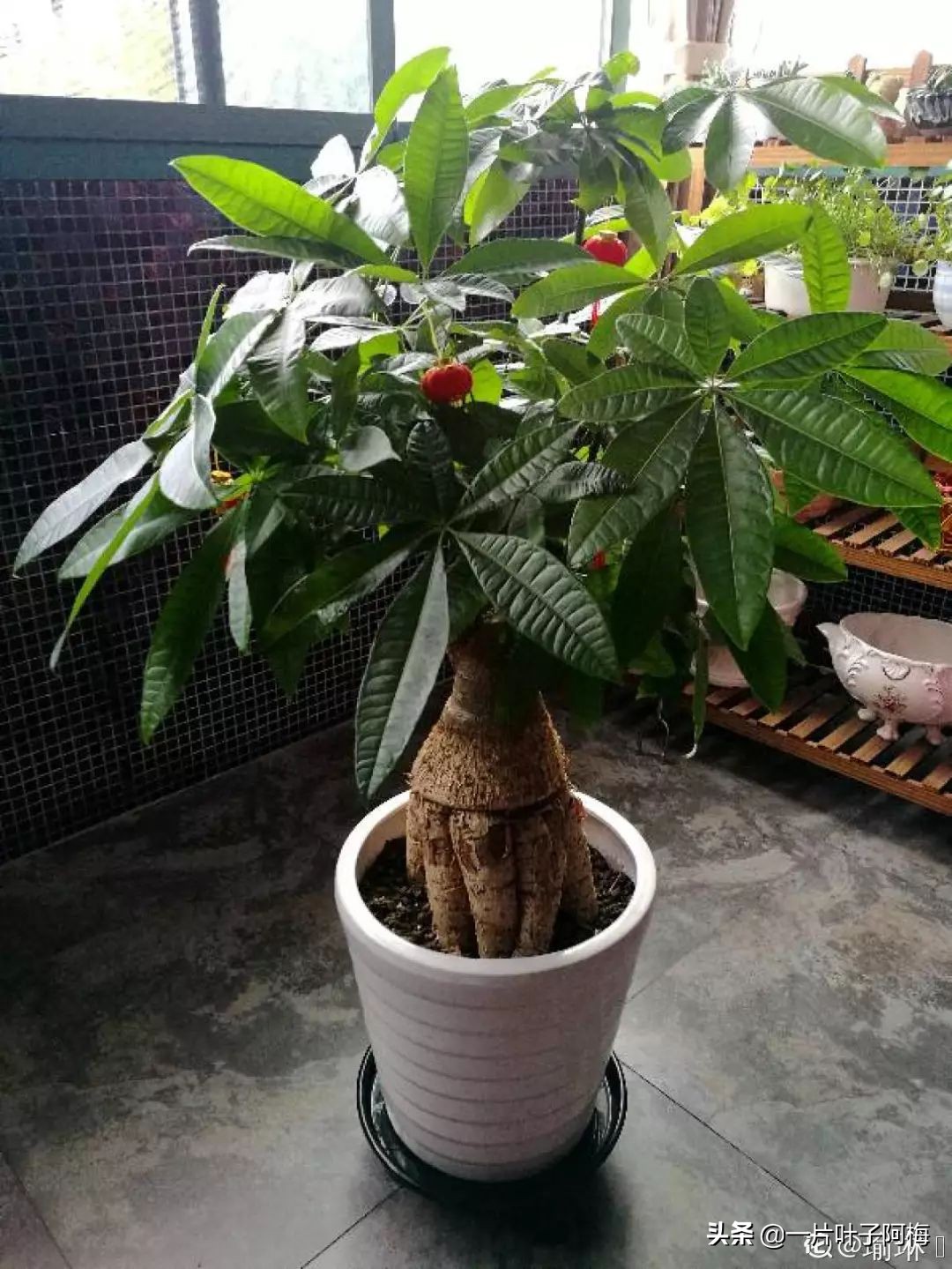 5个植物最招财,能开花又好养的植物又有寓意