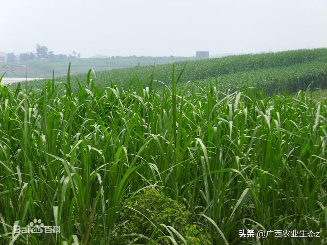豚草是不是恶性入侵植物,恶性入侵植物