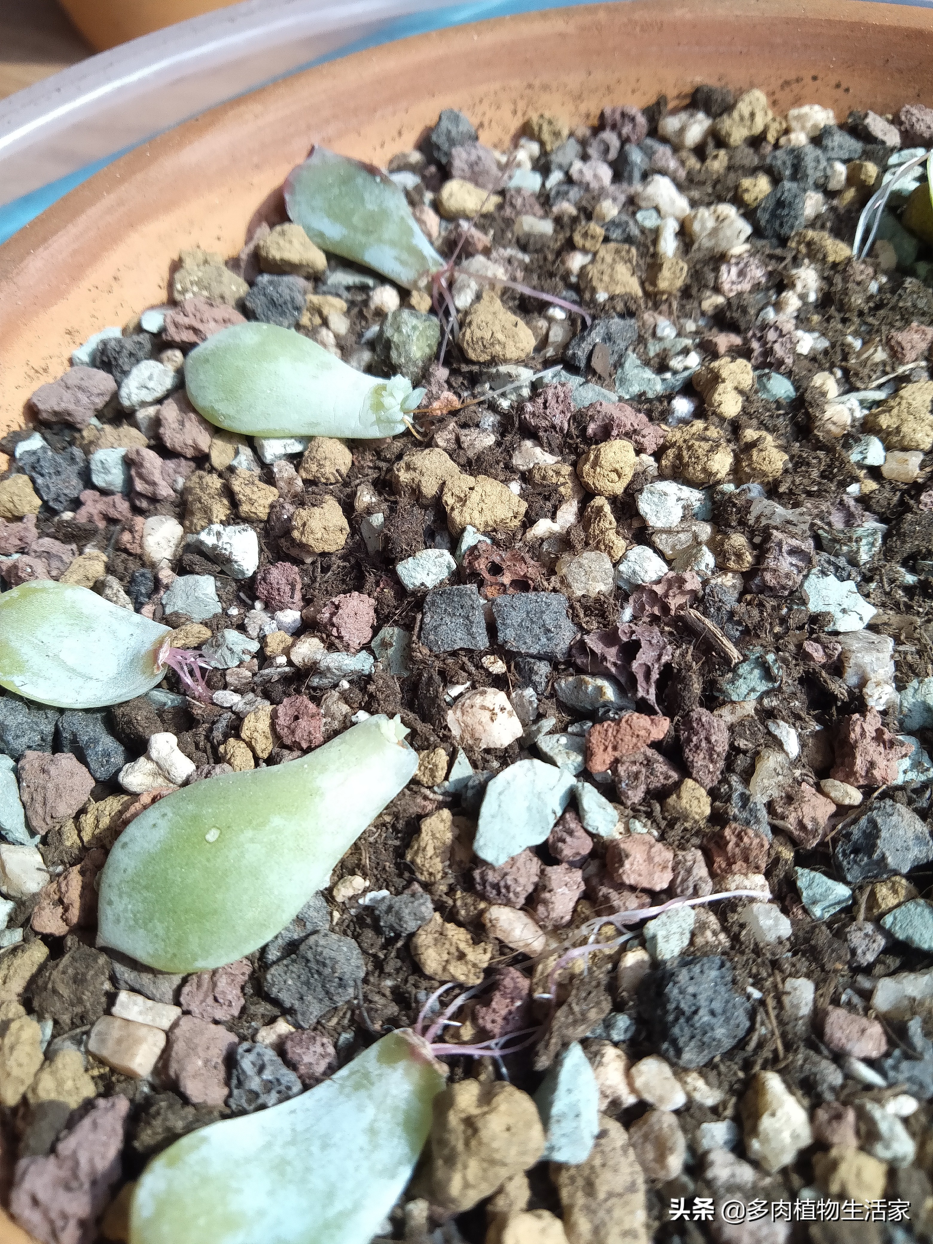 多肉经历寒冬酷暑迎来了春天,多肉经历了冬天的寒冷变得更美