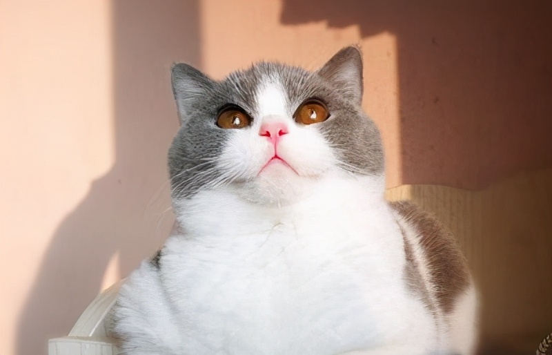 英短猫哪种花色不推荐,英短蓝白猫咪尴尬期前后对比