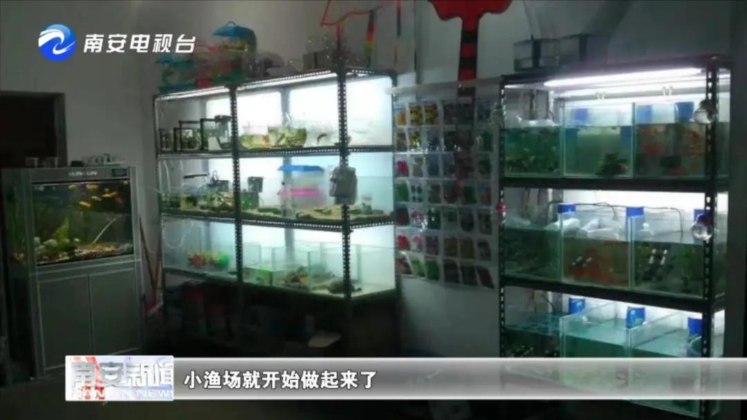 90后小伙的“斗鱼”梦:泰国斗鱼从南安“游”到全国各地!