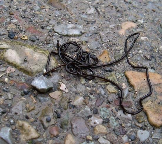 为什么螳螂会跳水自杀,难道脑子被控制了?