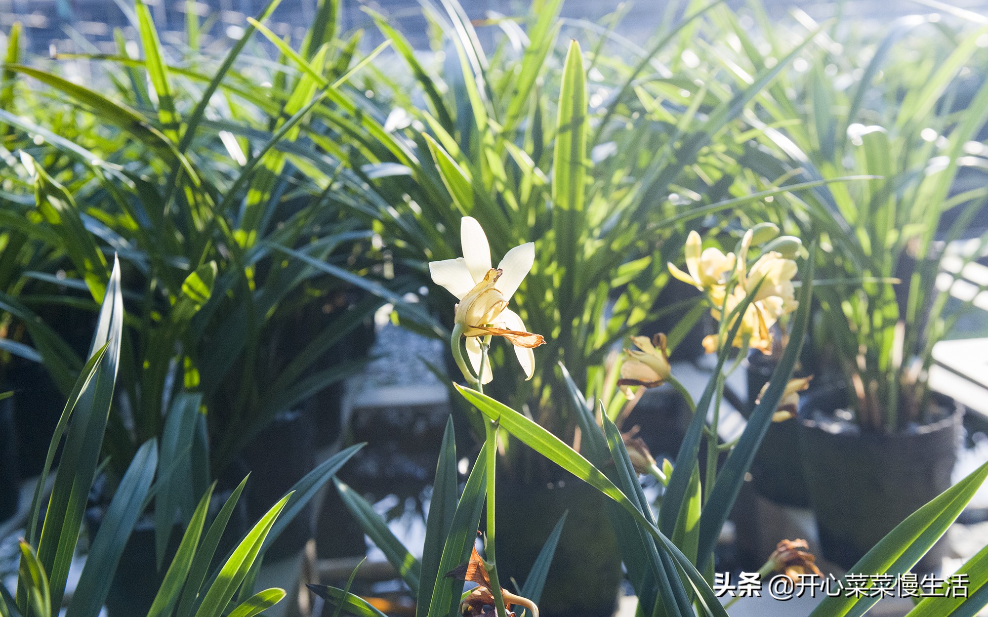 江西省赣州全南,江西省赣州市全南县