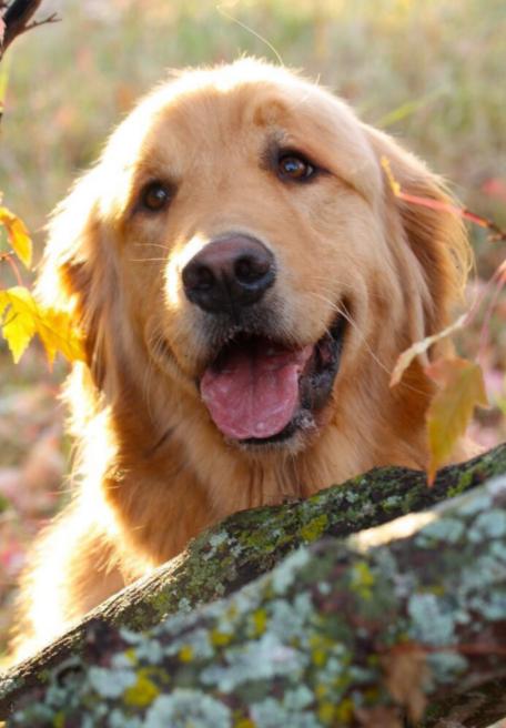 金毛多少天可以喂食,金毛什么时候喂一顿饭