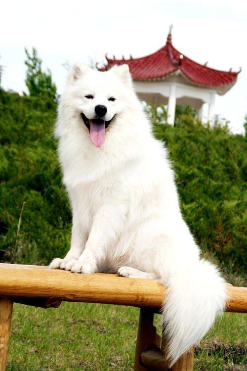 一只萨摩耶有多可怕,一只萨摩耶犬优点
