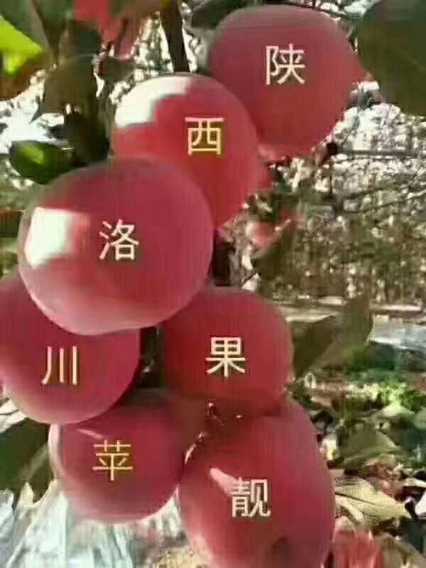 洛川苹果现状如何,洛川苹果农药