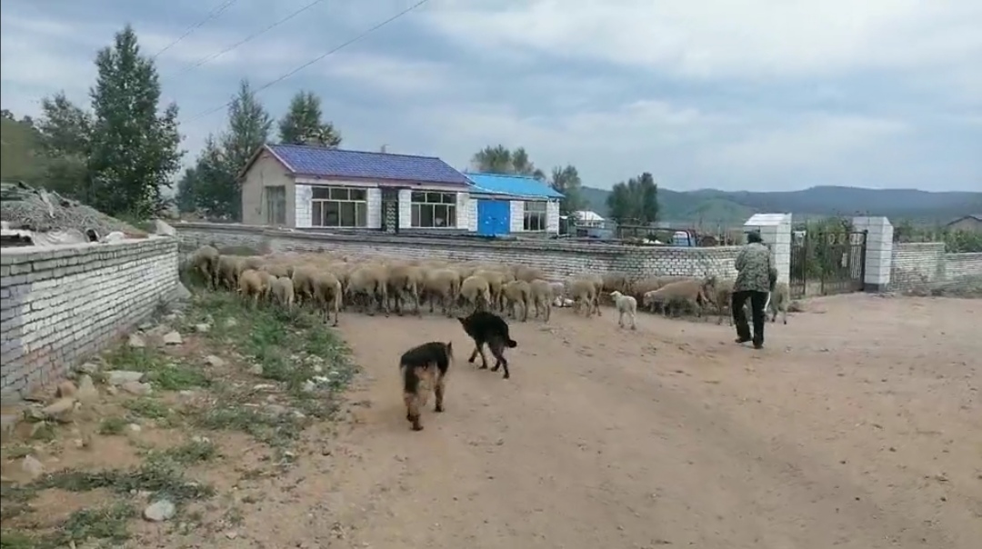 训练牧羊犬放牧的方法,如何快速训练牧羊犬放羊