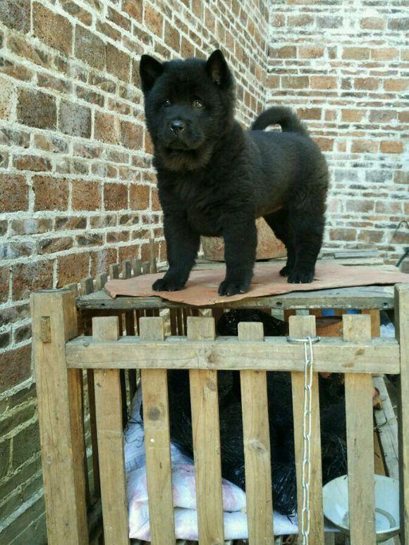 最常见的土狗有哪些,哪种品种土狗比较小又要好看