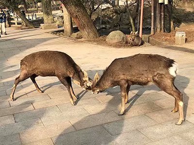 2020鏃ユ湰澶ч槳,澶ч槳浜兘濂堣壇鍏ぉ瀹夋帓