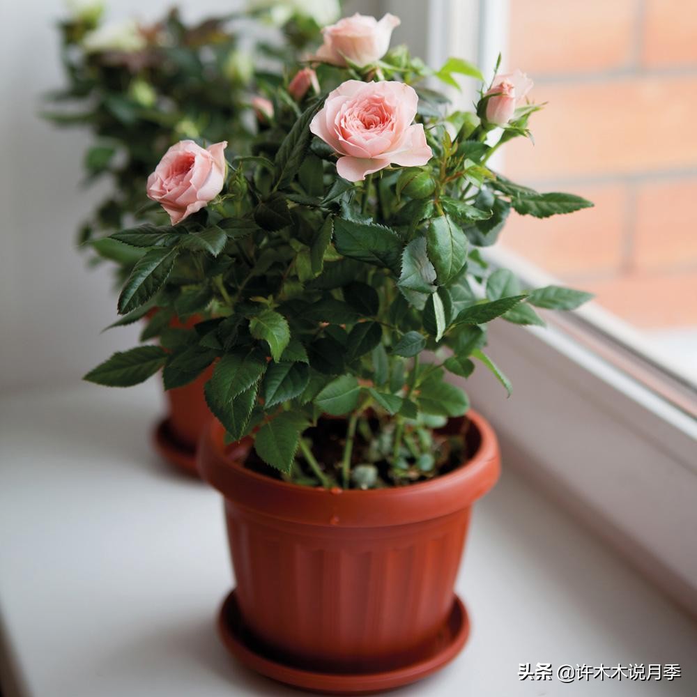养月季不能忽视的10个问题,新手扫盲教程,快速入门月季养护