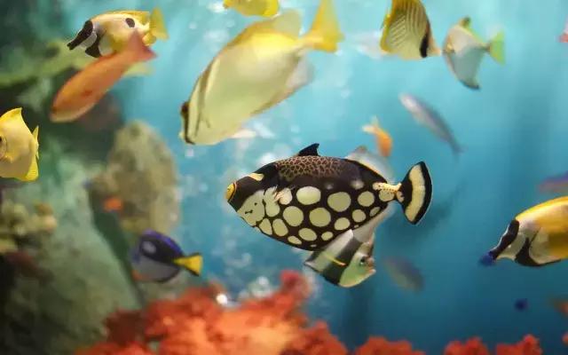 毛里求斯旅游攻略自由行,人均6000元游马尔代夫