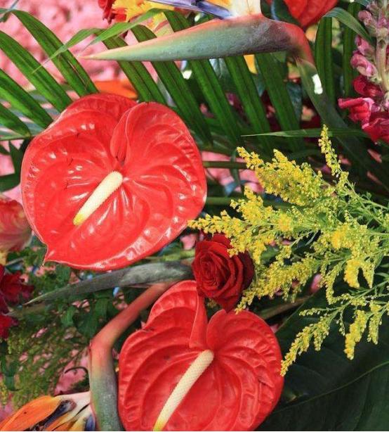 红掌如何救活,怎么救活红掌烂根