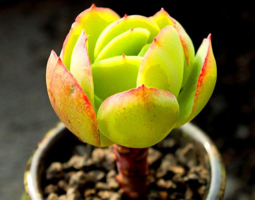 冬天太冷如何养多肉花卉,冬天天冷绿植不能浇水怎么办