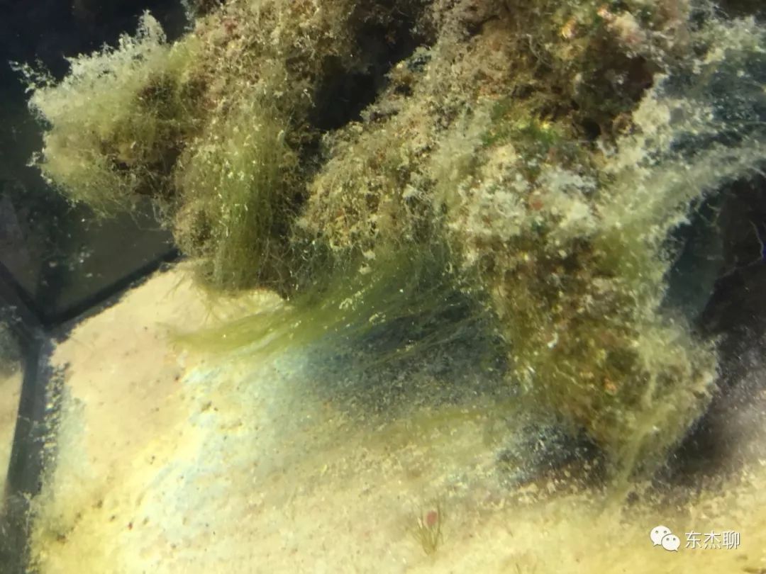 海缸藻类,海缸绿藻的控制方法