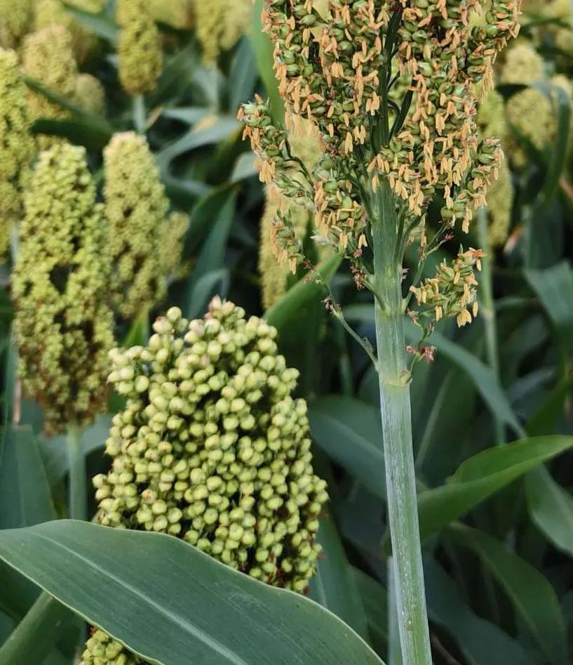 丰收时节，田间地头摇曳的红色黍穗，是难忘的童年意象