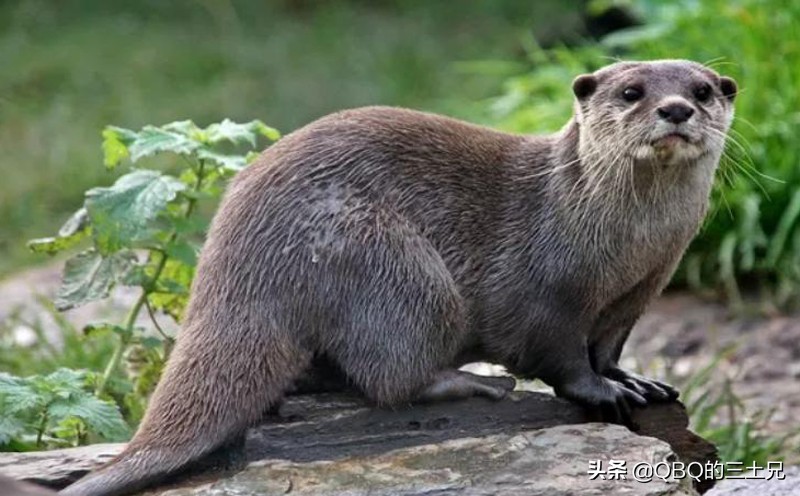 毛人水怪的真实事件,毛人水怪诡异传说改编