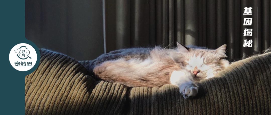 猫咪舌头有溃疡，怎么办？