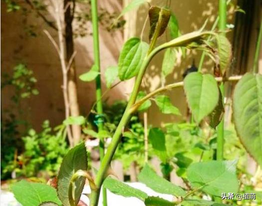 对付月季茎蜂，用钢针扎，多扎几次，掌握了技巧一扎一个准