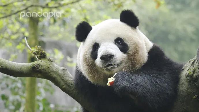 国宝带货直播,国宝直播带货