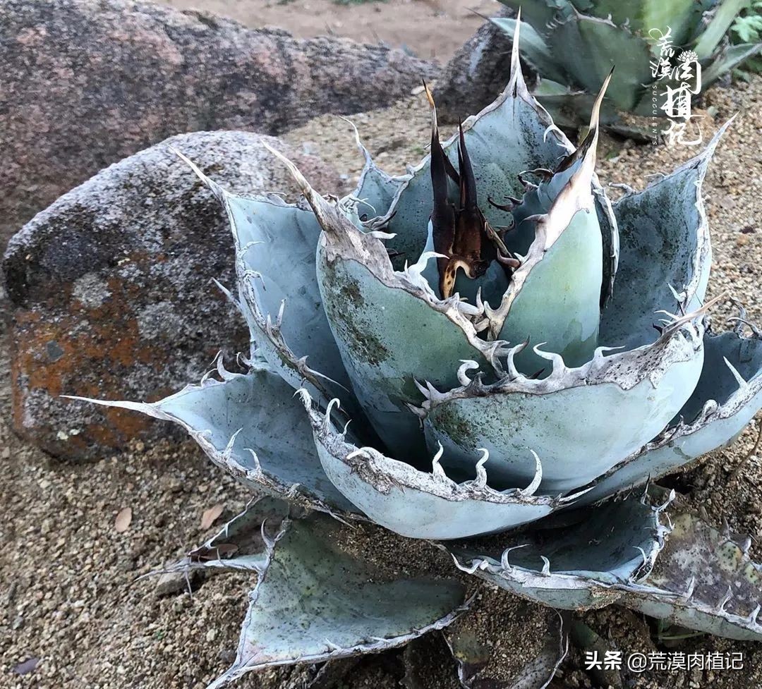 极品龙舌兰,精品龙舌兰欣赏