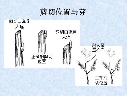 最全最完整的园林植物整形修剪技术规范(转自农林慧小妹,收藏)