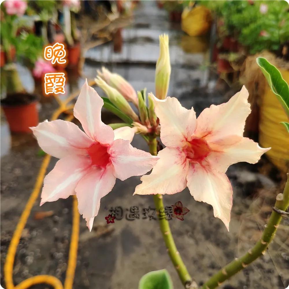 84个沙漠玫瑰品种，收起来慢慢看，待到来年春天选几种喜欢的养