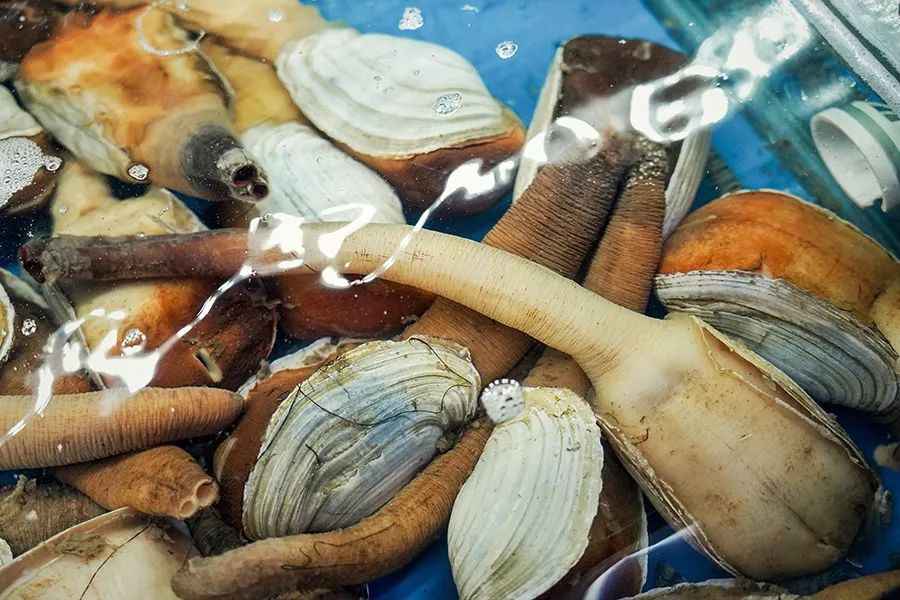 港式花胶鸡打边炉正宗做法,简易龙虾汤泡饭