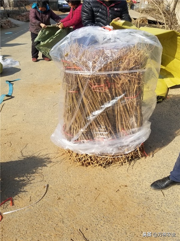 李子苗新品种恐龙蛋,恐龙蛋李子树苗适合湘南种植吗