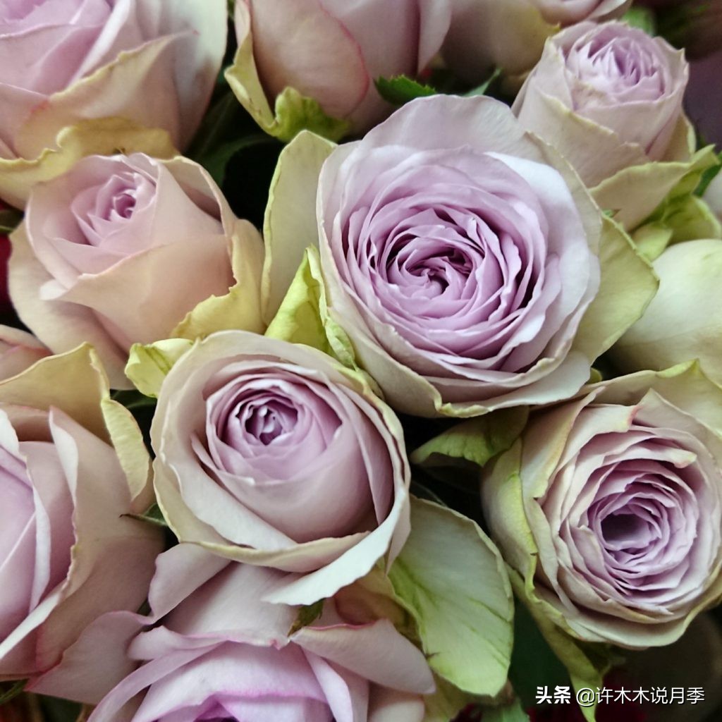 月季生病了用什么药效果好,月季可以打什么药预防