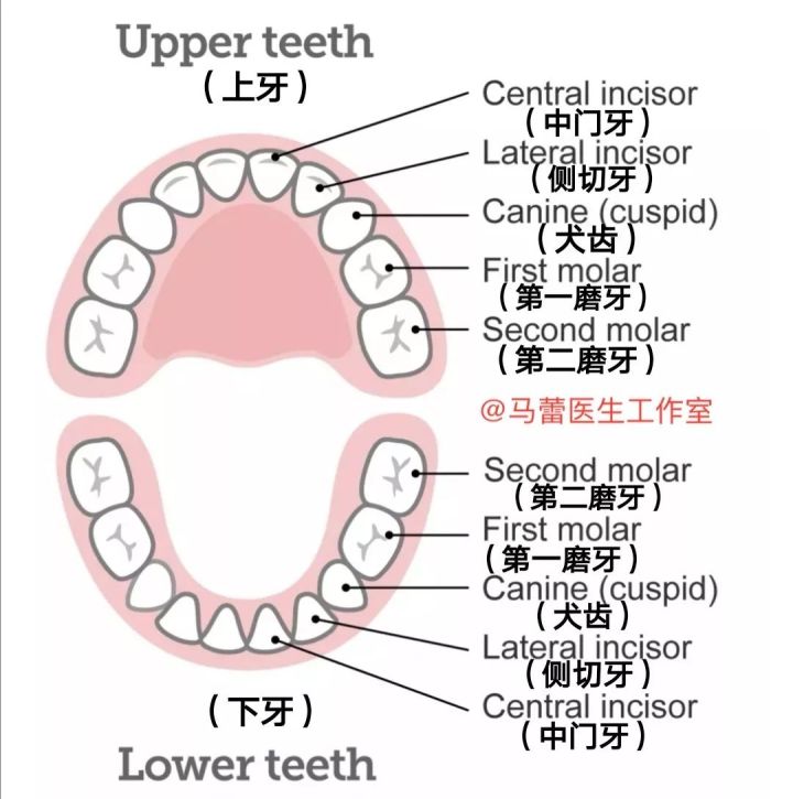 宝宝长了小白牙每天早晚都要刷,想要宝宝白白的多吃什么