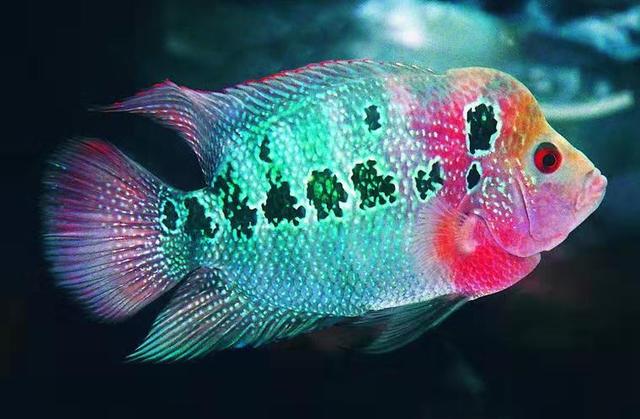 观赏鱼体色发生变化未必都是病,但绝对是心情不爽或者其他原因