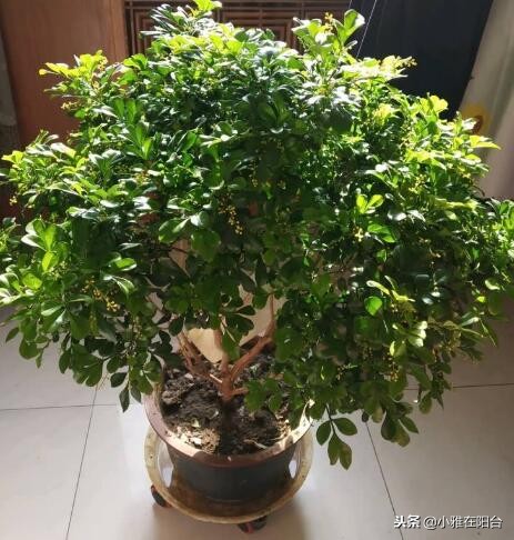 米兰怎么养才可以过冬,米兰冬天的养护方法可以修剪吗