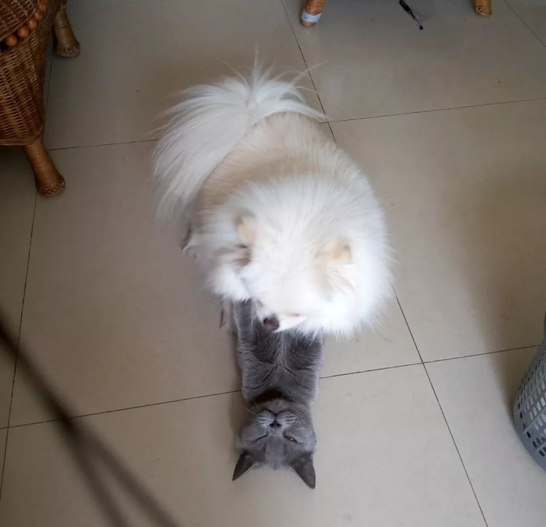 它因猫藓，遭人抛弃；我因猫藓，猫狗双全