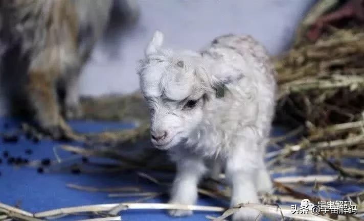 20张动物照片,宝宝萌照动物图片