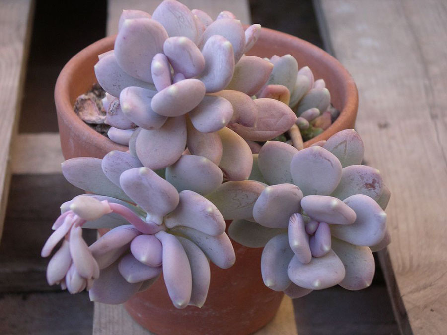 家居收纳日本主妇收纳秘笈大公开,日本主妇如何收纳冰箱蔬菜