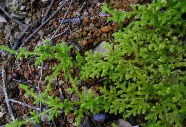 农村家里常见的蜈蚣,农村野生蜈蚣咋养