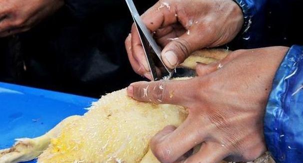 家里鸭子毛囊里的毛根怎么去除,鸭子毛难拔怎样才能拔干净