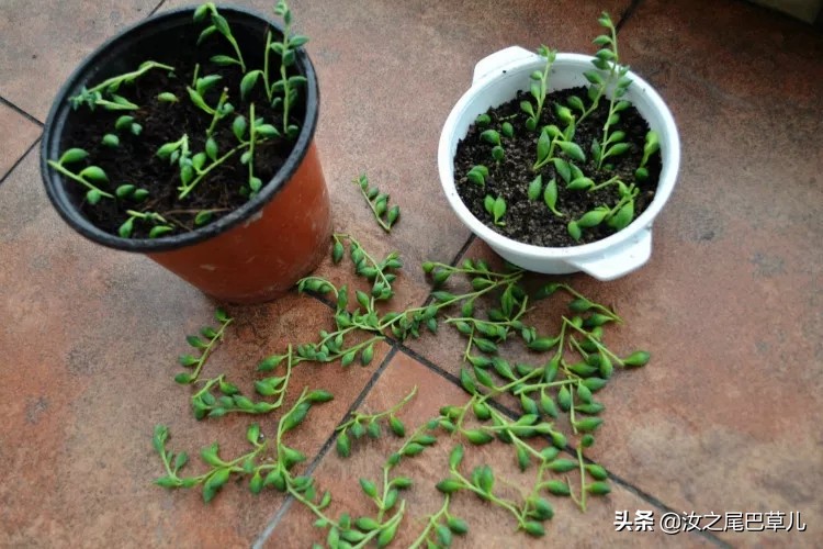 多肉佛珠可以放卧室吗,多肉佛珠可以放在鱼缸里吗