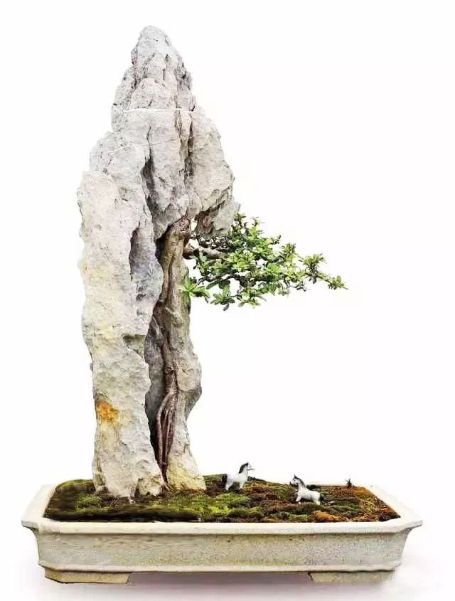 制作更加自然的附石盆景该怎么办,如何制作附石盆景图解