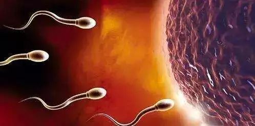 男子精子调理,男子精子不够强怎么办