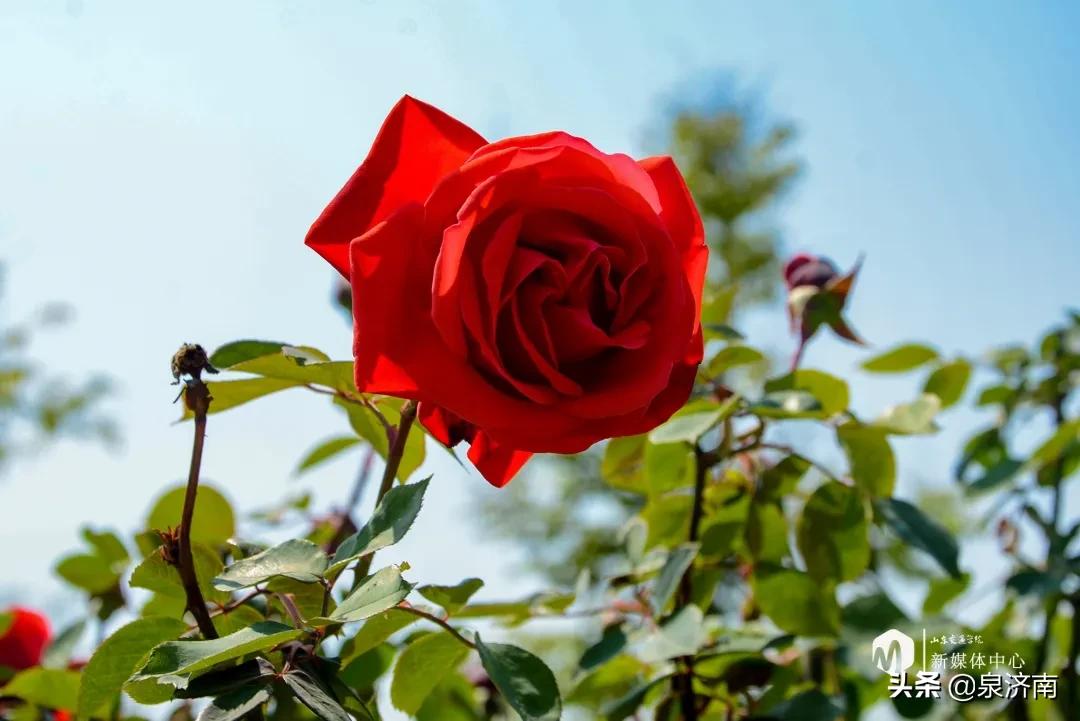 楂樻牎椋庨噰绯诲垪,楂樻牎椋庨噰灞曠ず瑙嗛